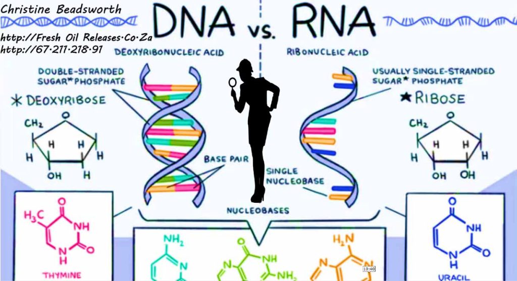 DNA v RNA