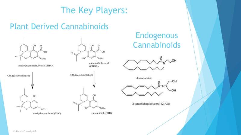 Cannabis Cancer Treatment Slide 4
