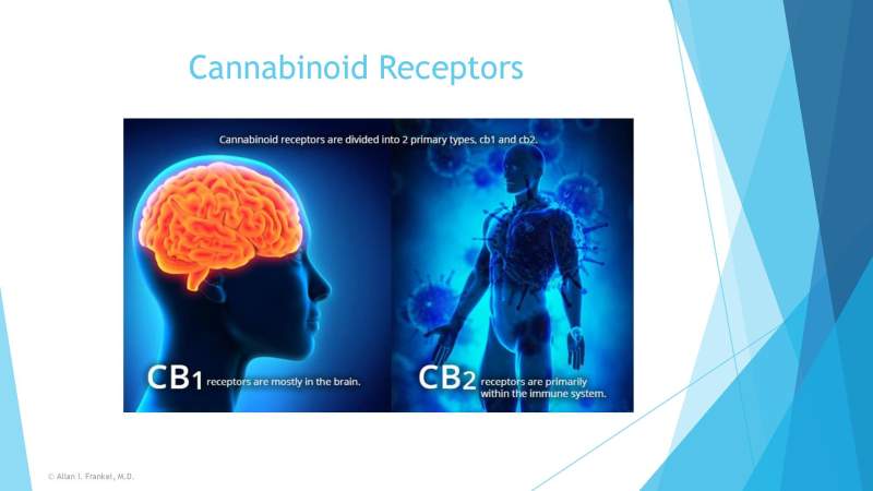 Cannabis Cancer Treatment Slide 7