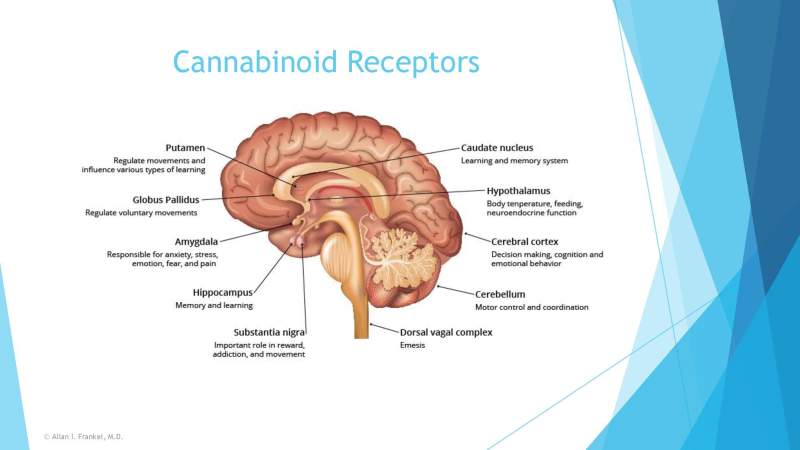 Cannabis Cancer Treatment Slide 8