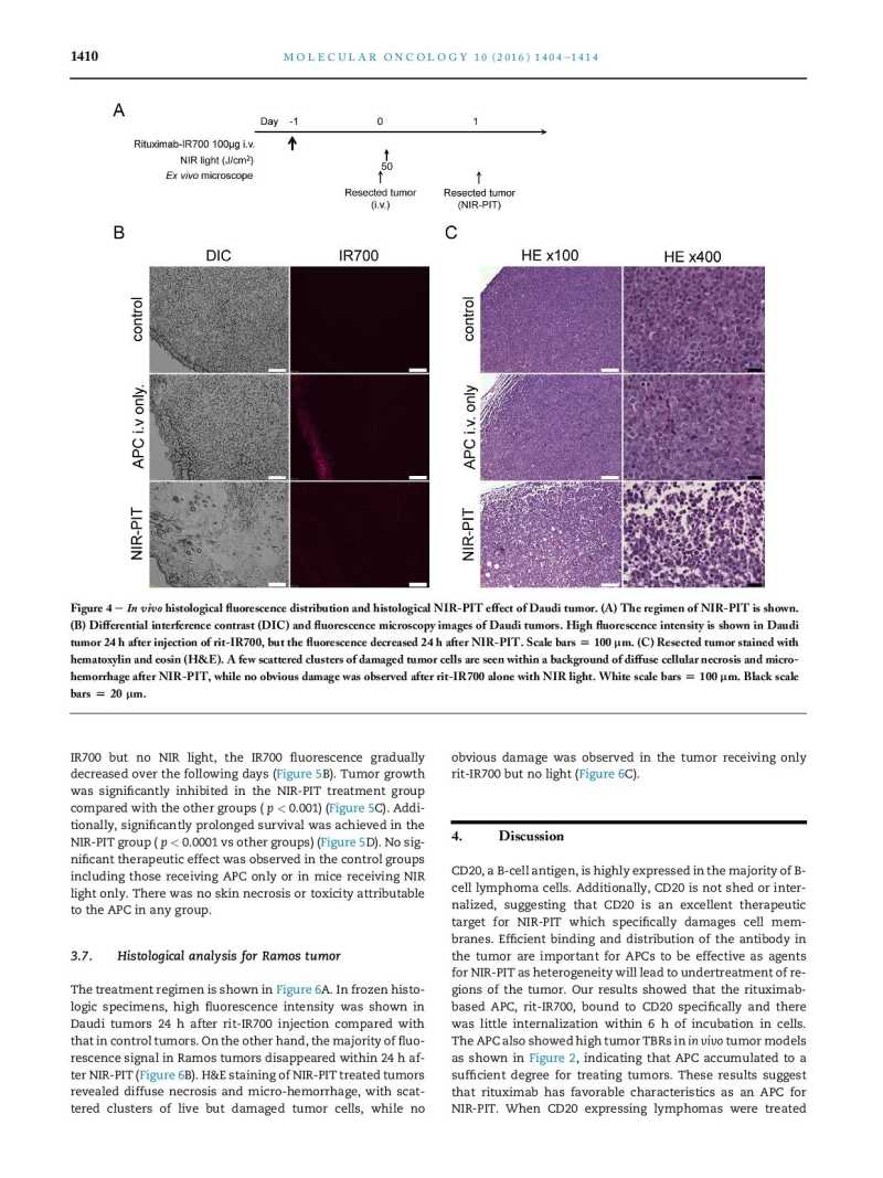 Near infrared photoimmunotherapy of B cell lymphoma page 7
