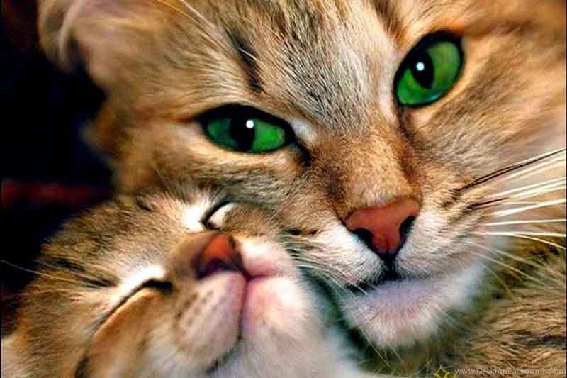 a beautiful cat with emerald eyes and a kitten